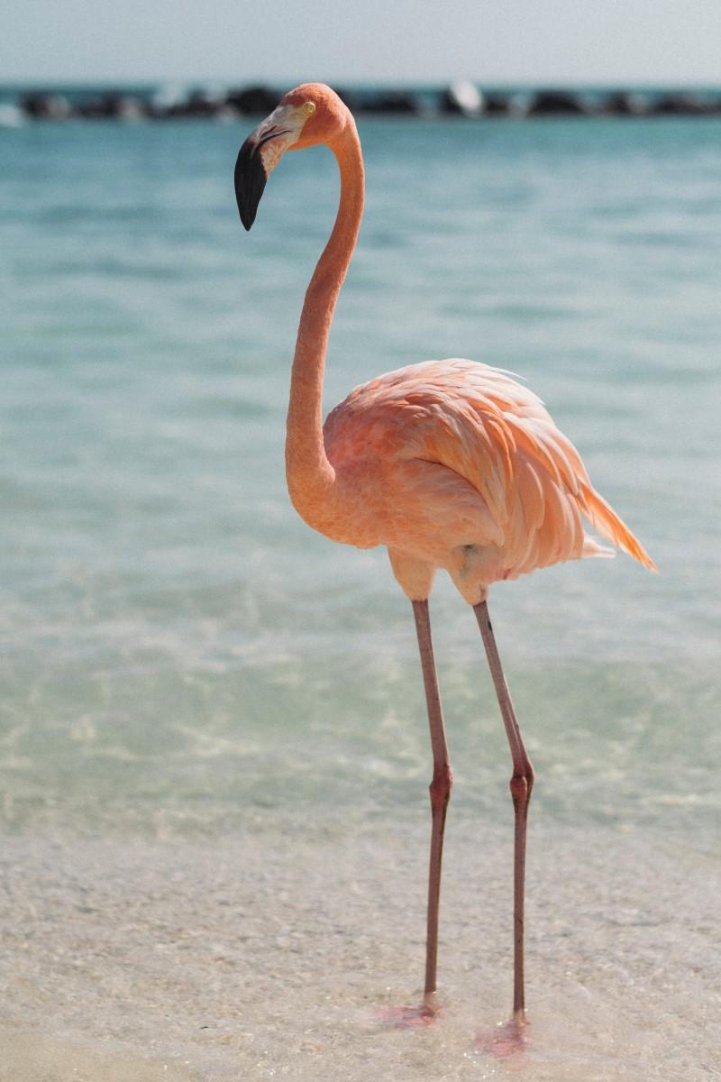 the american flamingo is the bahamas national animal