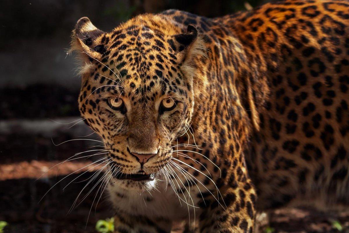 the jaguar is guyana national animal