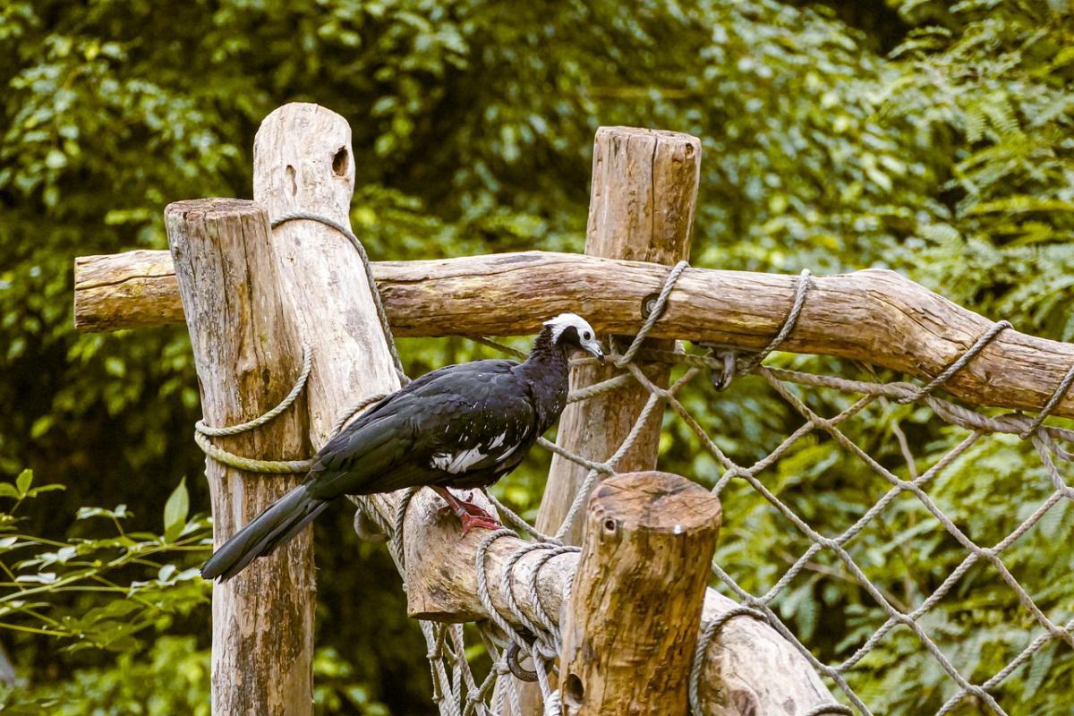 trinidad piping guan is among the endangered animals in trinidad and tobago