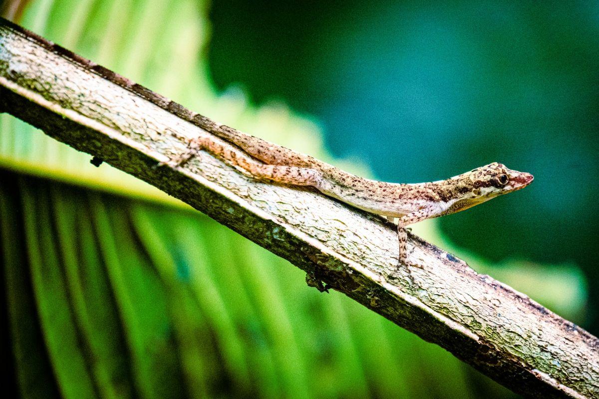 tropical house gecko