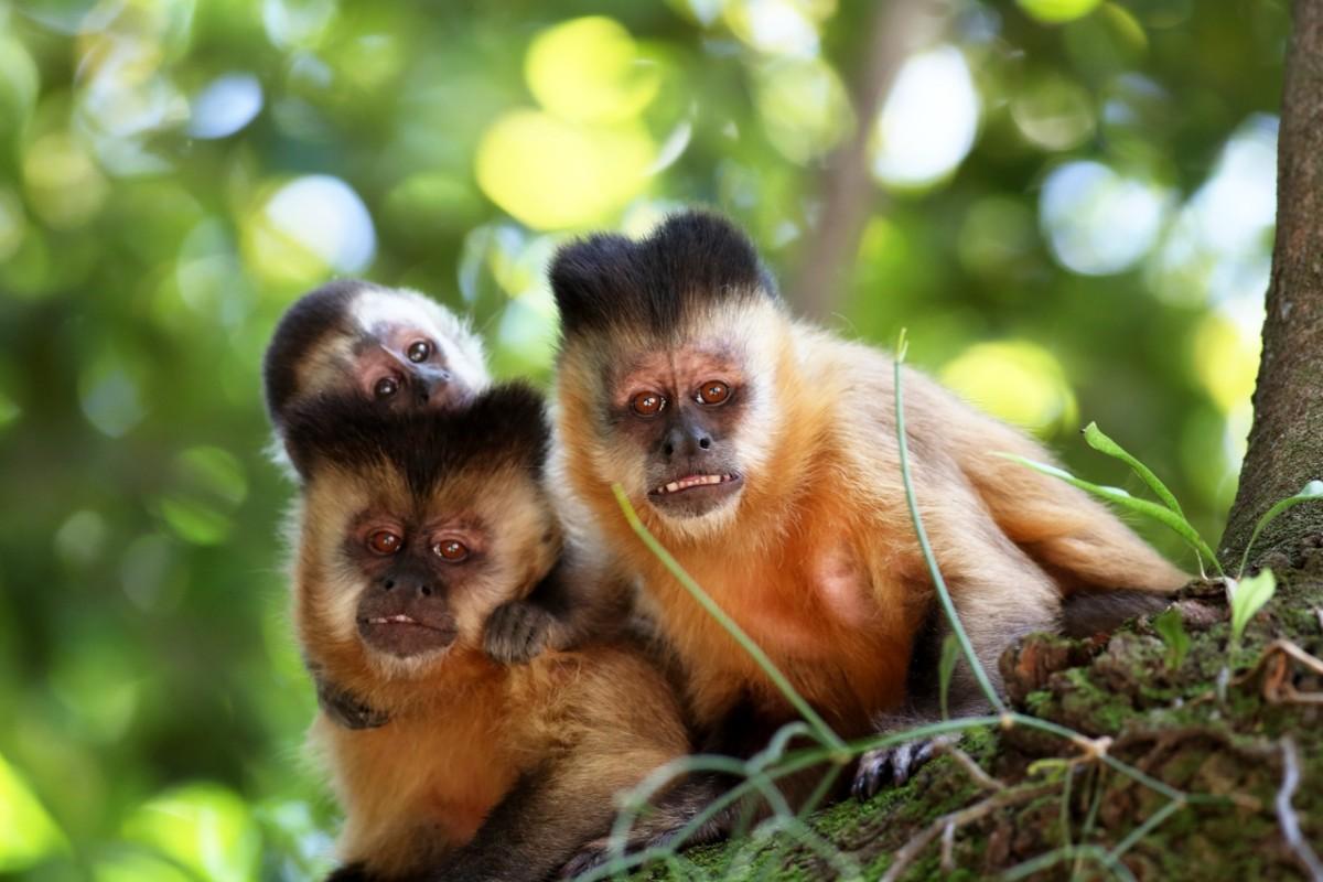 tufted capuchin is among the native animals of trinidad and tobago