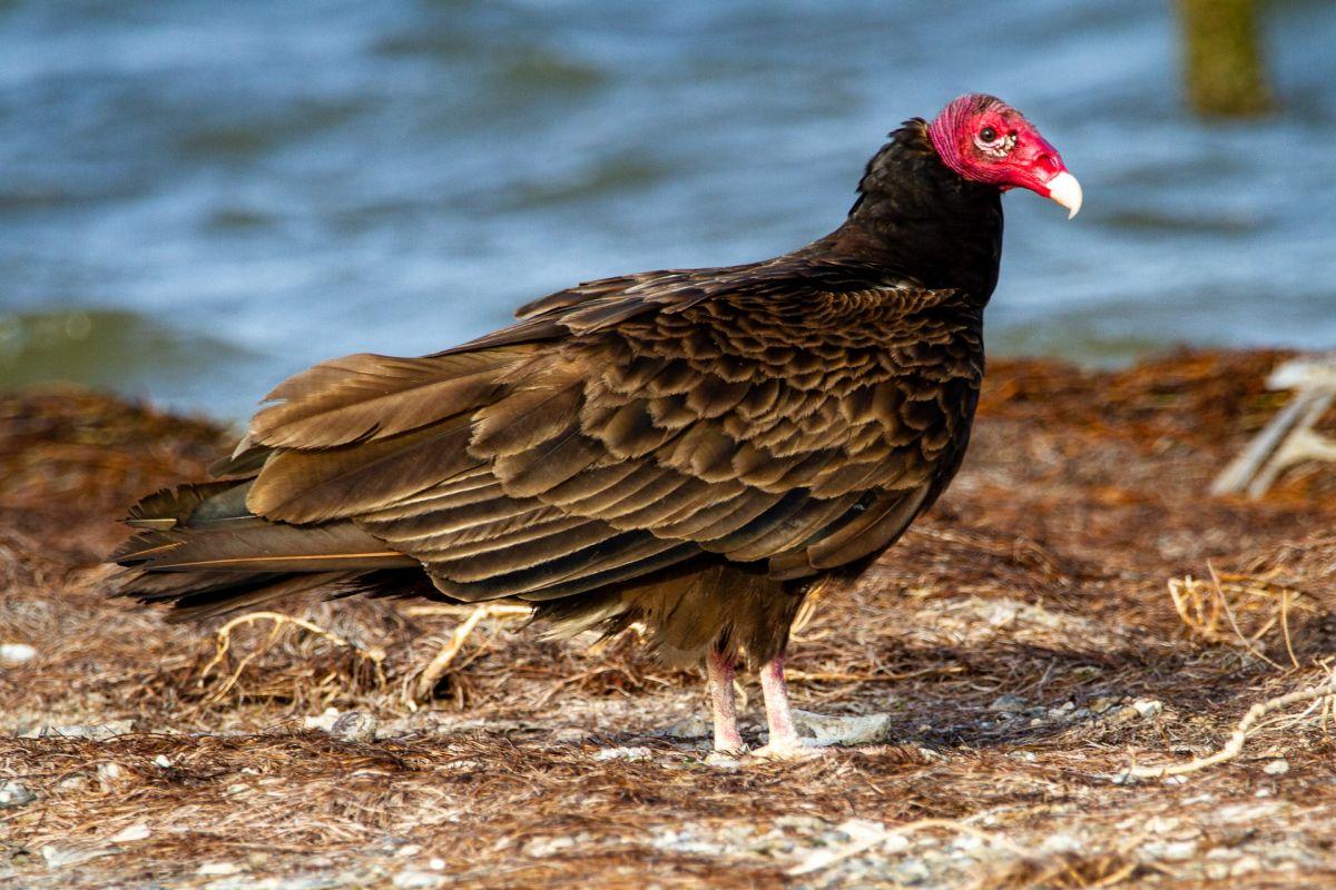turkey vulture is among the animals that live in haiti