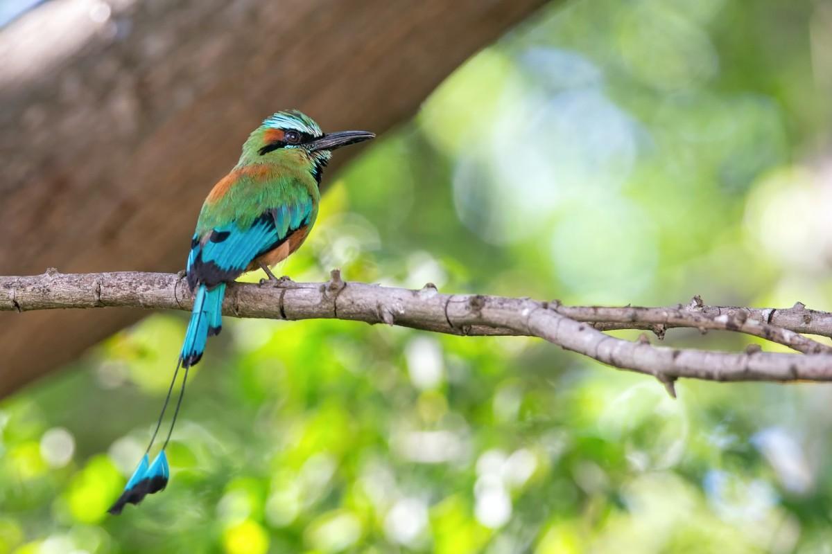 turquoise-browed motmot is nicaragua national animal