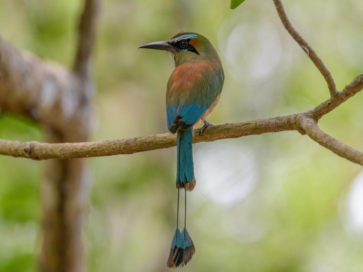 turquoise-browed motmot is the national animal of el salvador
