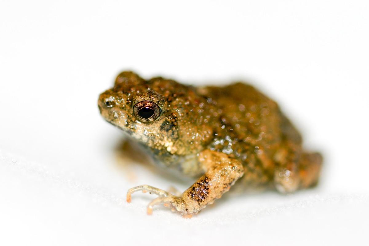 túngara frog is one of the animals guatemala has on its land