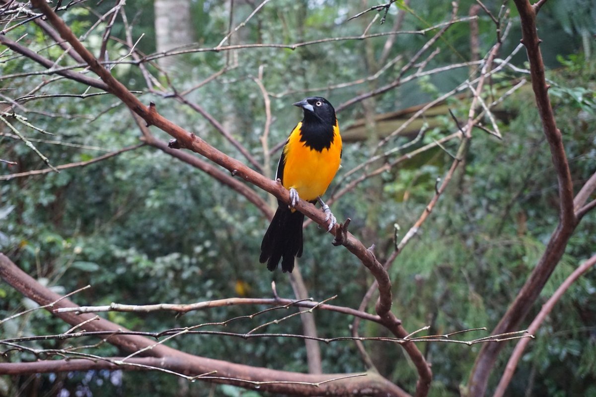 venezuelan troupial is the national animal of venezuela