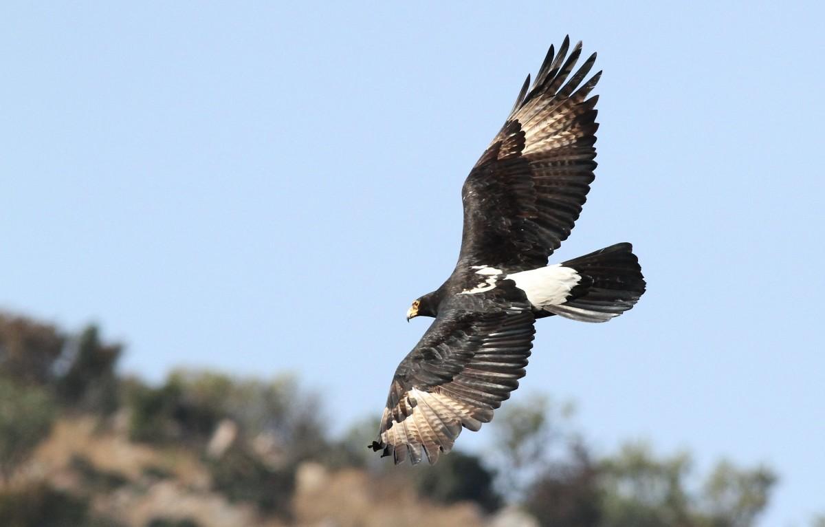 verreaux's eagle is among the animals of saudi arabia