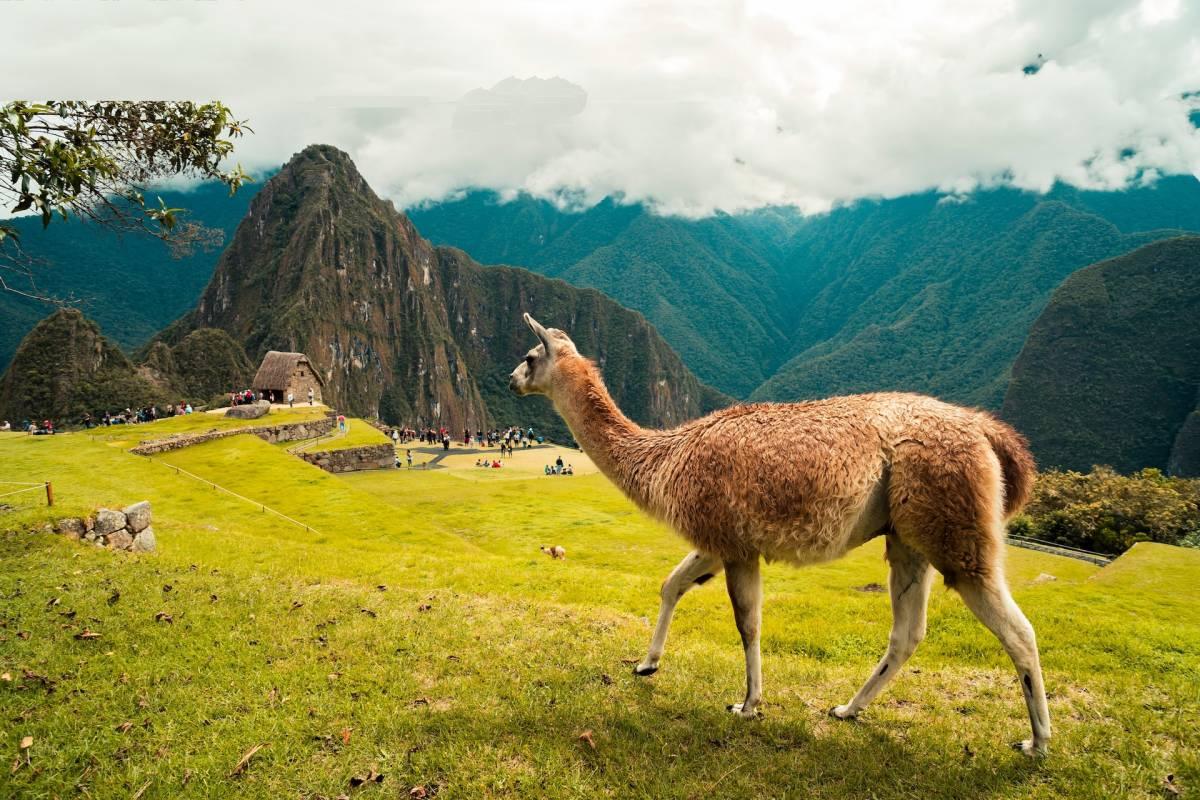 vicuna is the national animal of peru