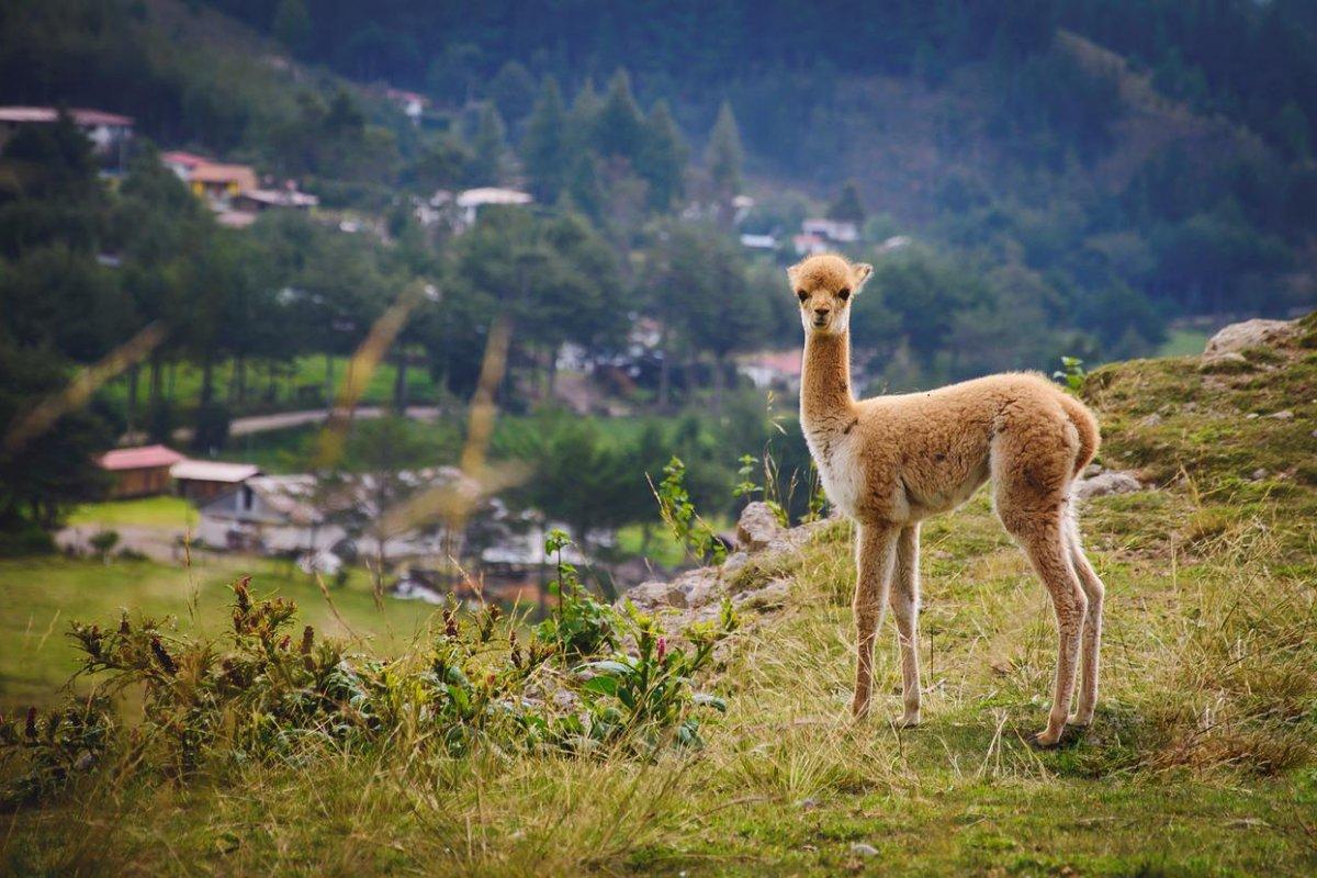 vicuña is the most famous peru animal