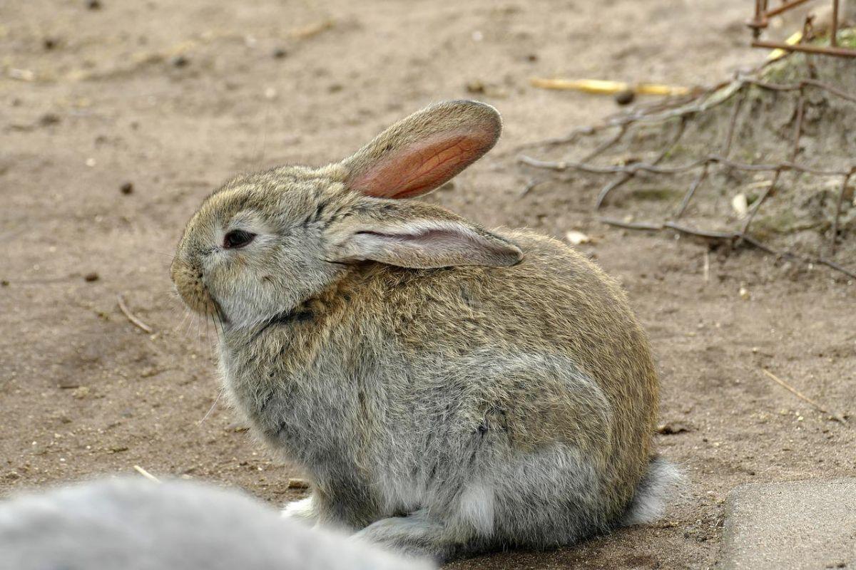 volcano rabbit is a native animal of mexico