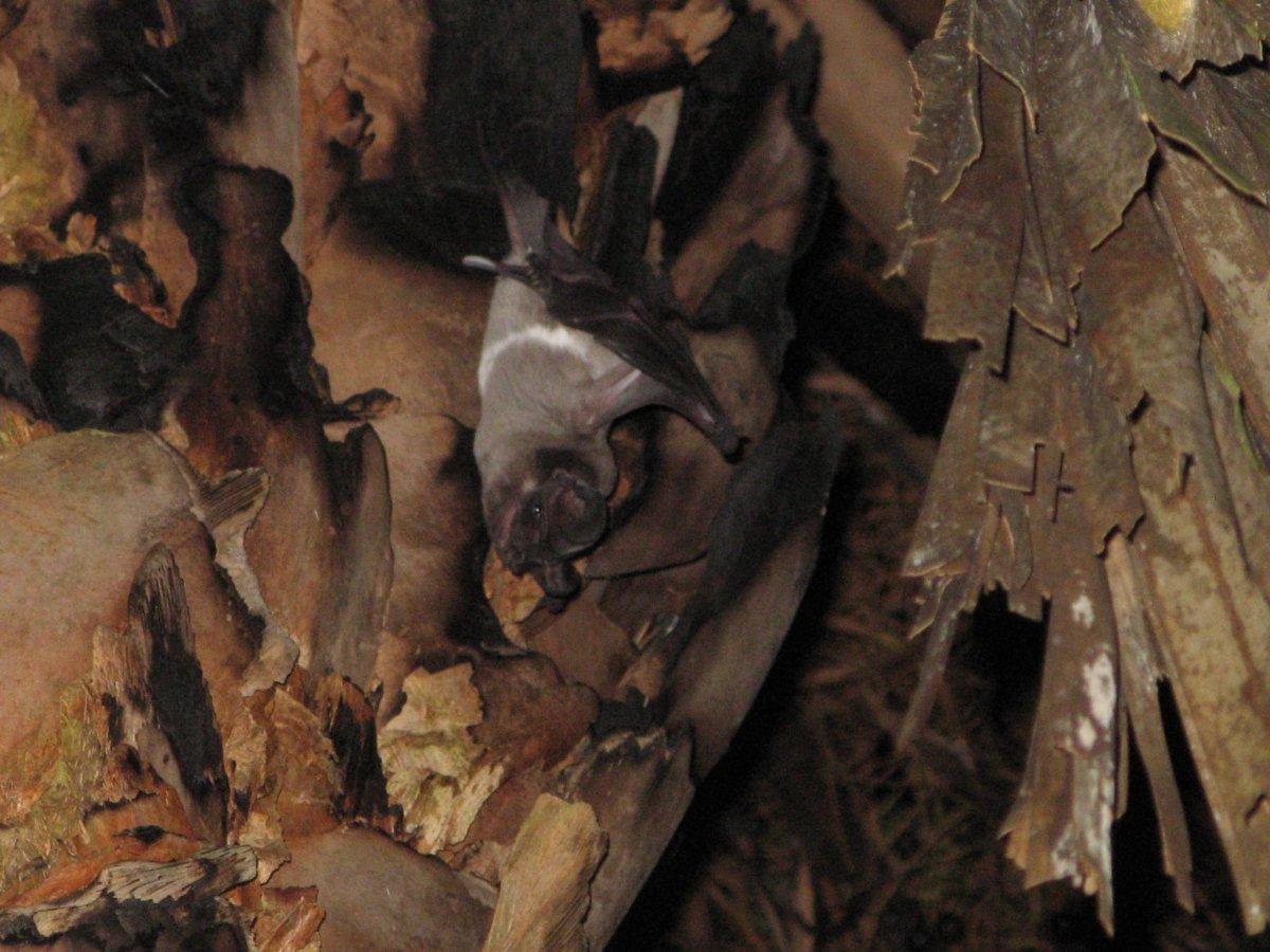 wagner's bonneted bat