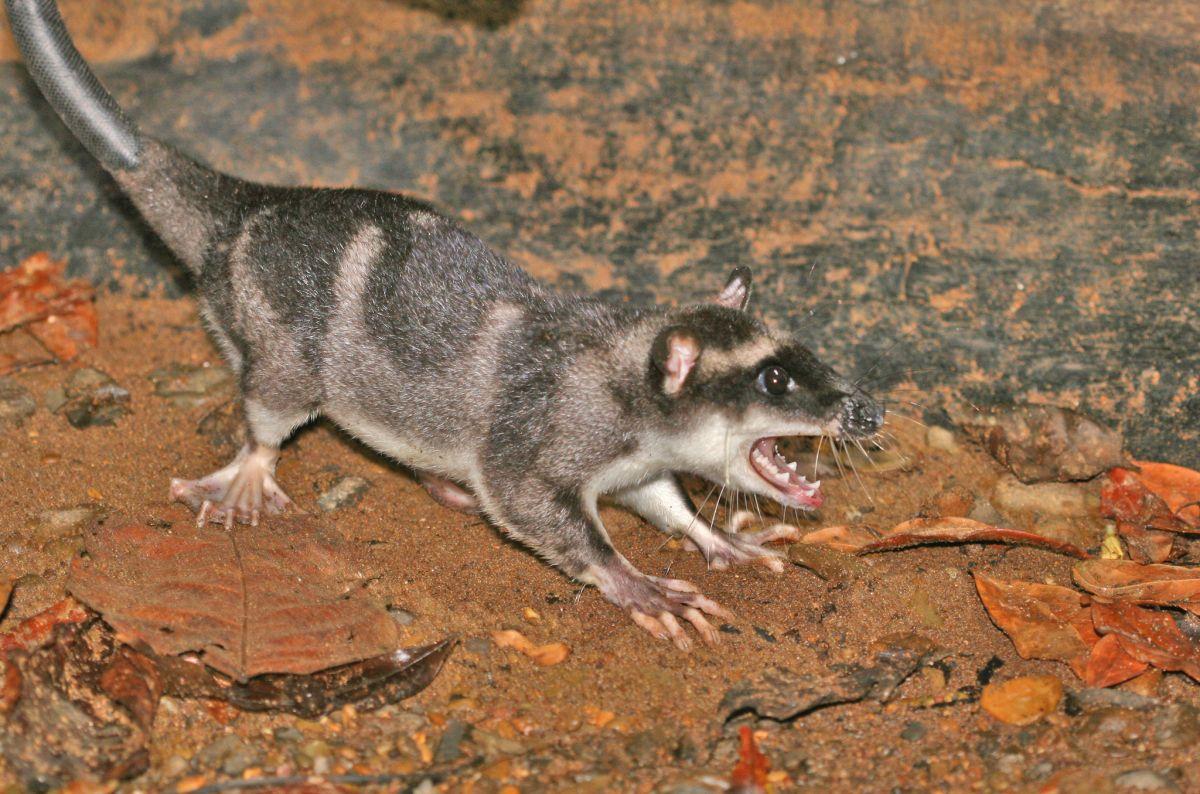 water opossum