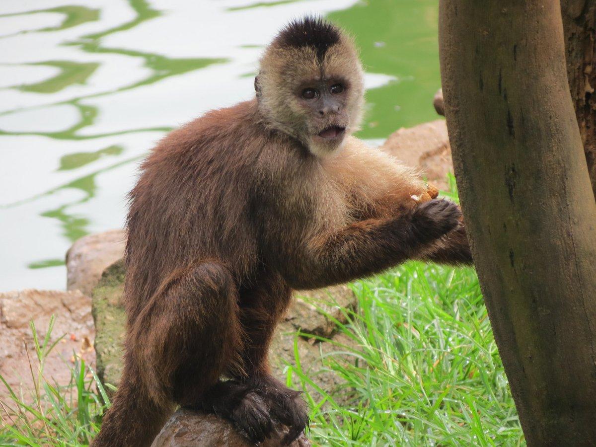 wedge capped capuchin is part of the wildlife in guyana