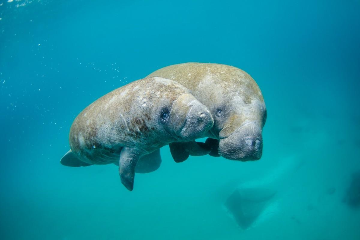 west indian manatee is one of the animals that live in belize