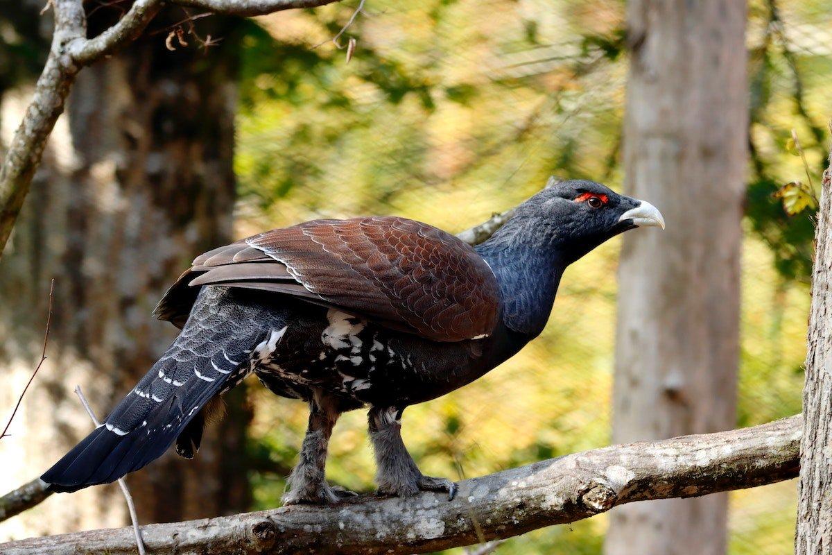 western capercaillie is among the animals found in romania