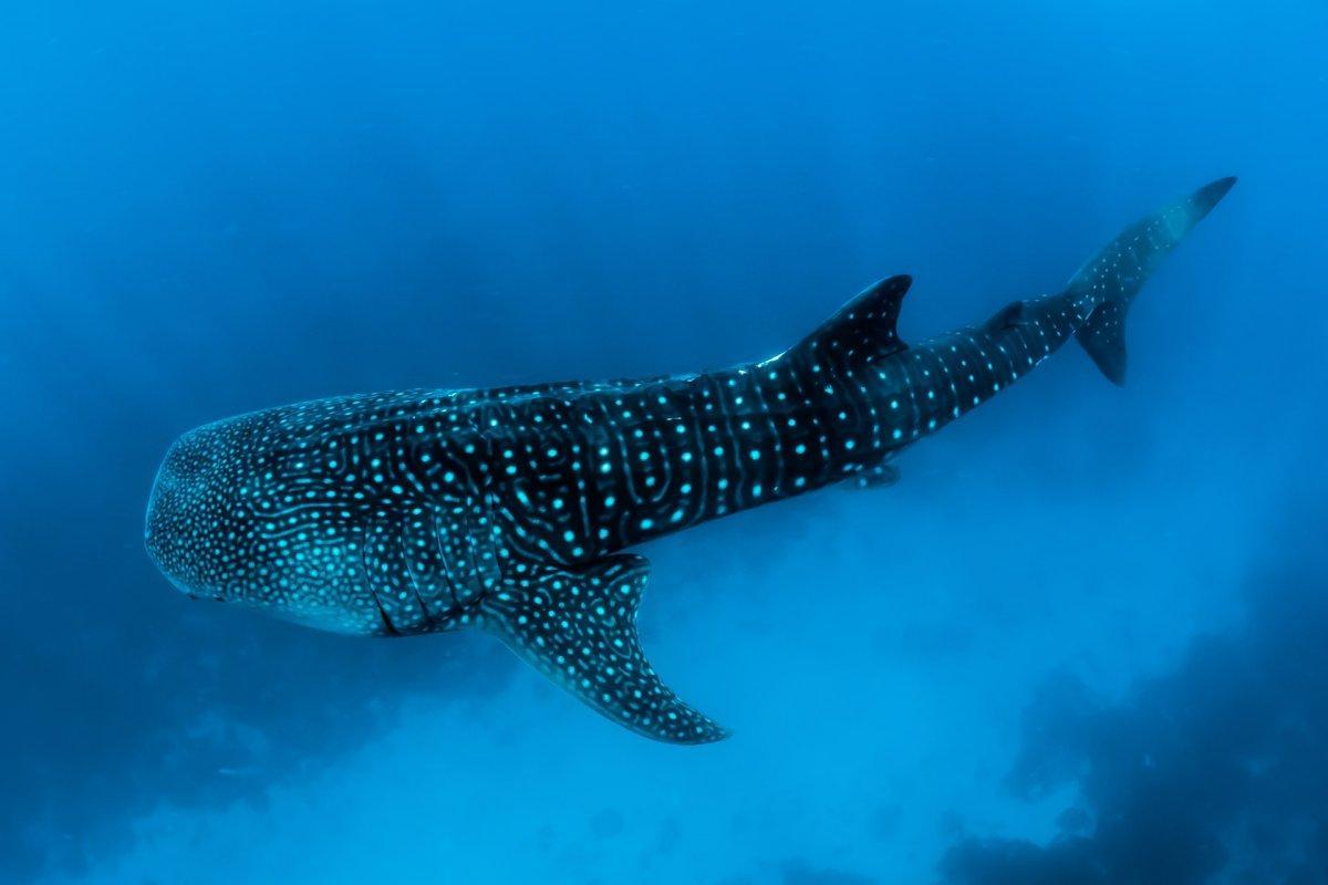 whale shark is among the protected animals in trinidad and tobago