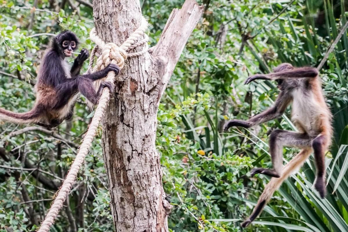 white-bellied spider monkey is part of the wildlife in venezuela