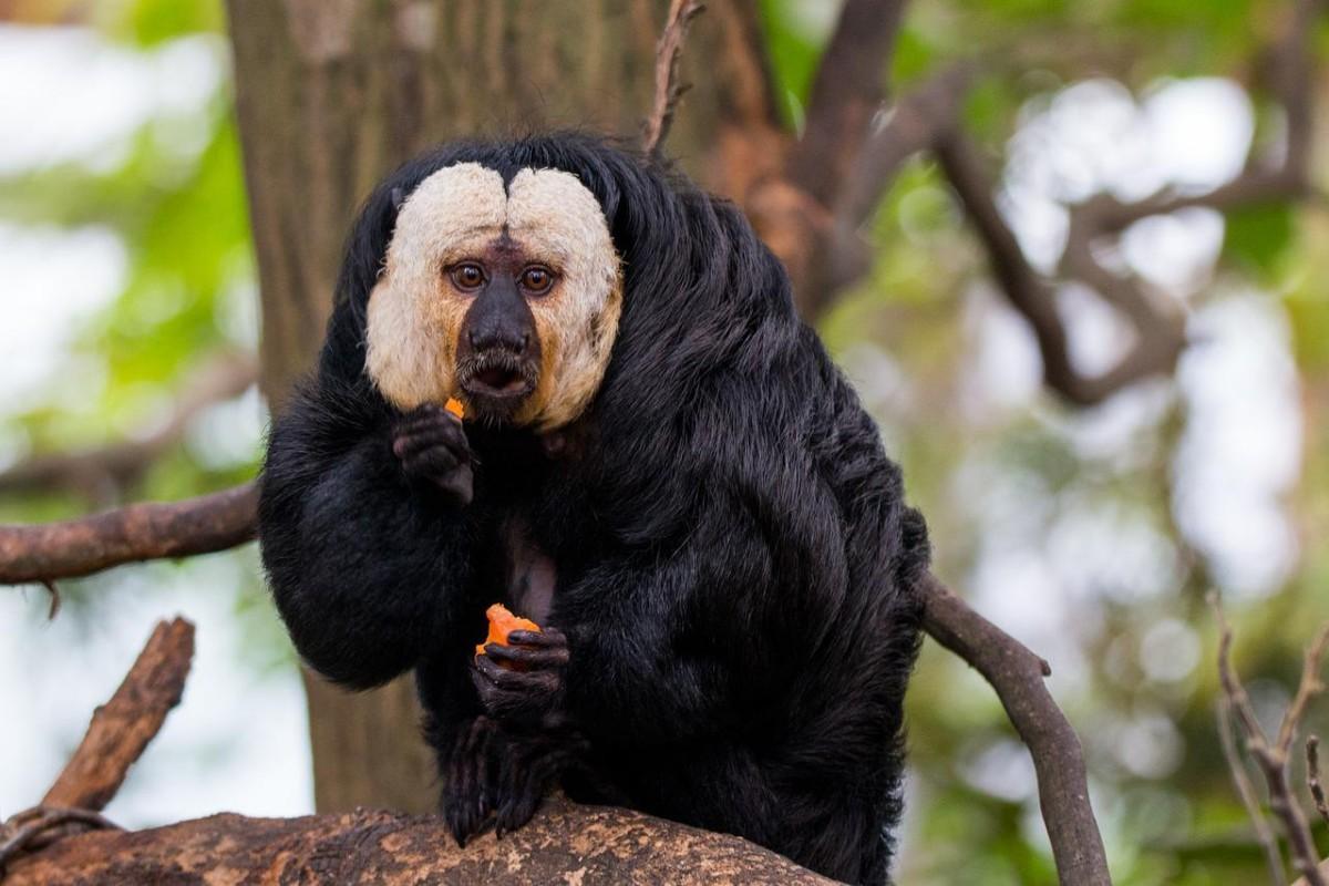 white-faced saki is among the guyana rainforest animals