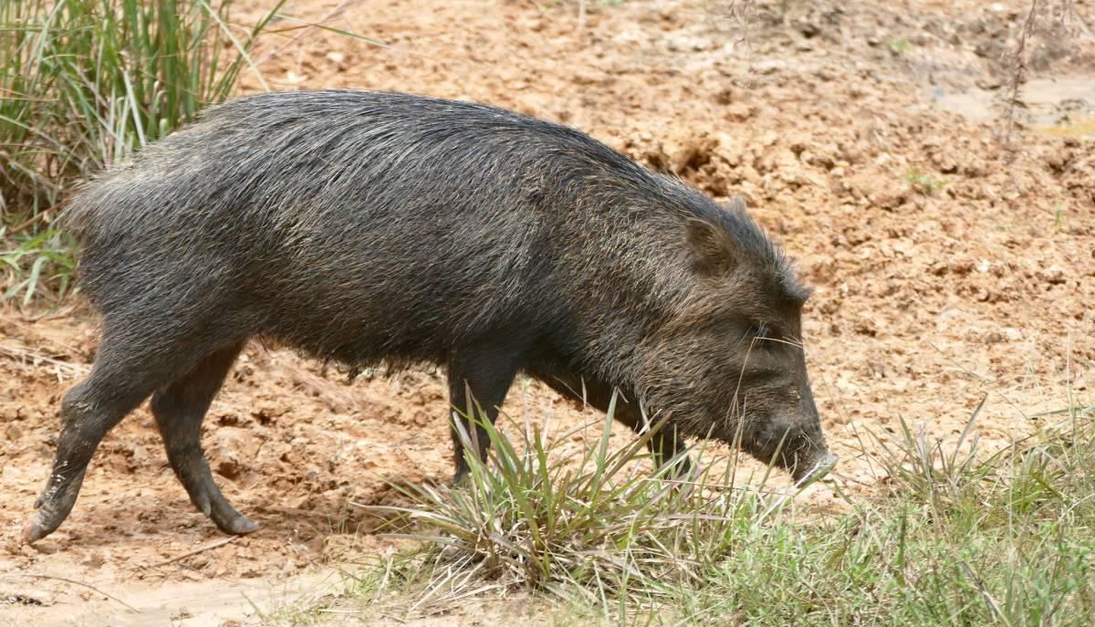 white-lipped peccary is one of the animals found in costa rica