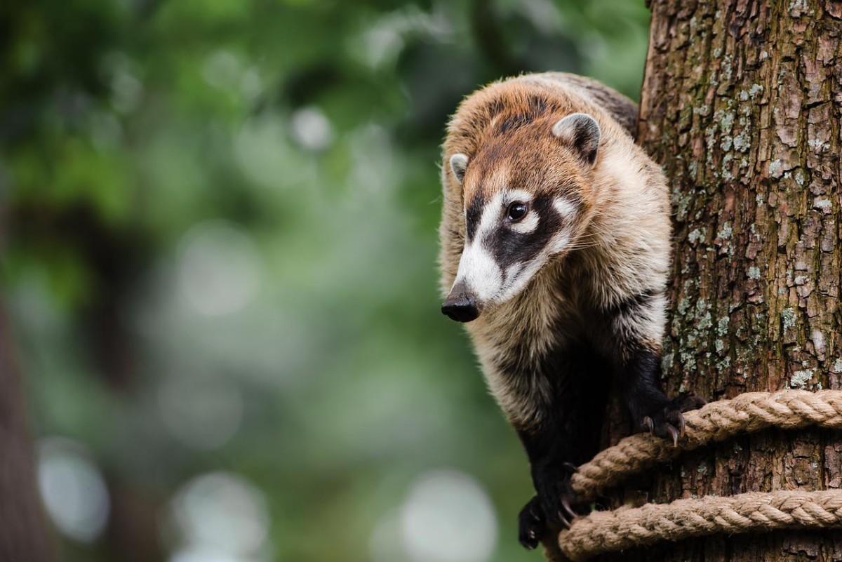 white-nosed coati is in the rainforest animals costa rica has on its land