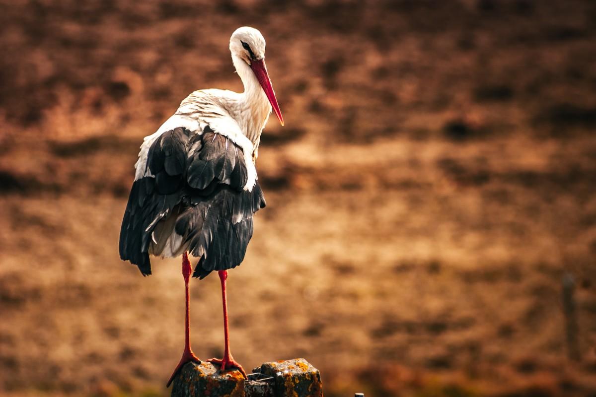 white stork is part of the poland wildlife