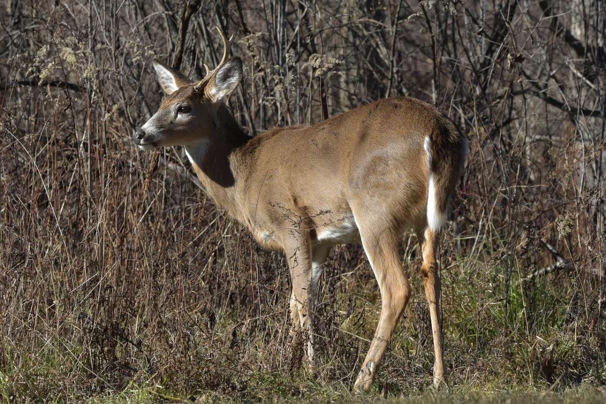 white tailed-deer is in the list of animals in jamaica