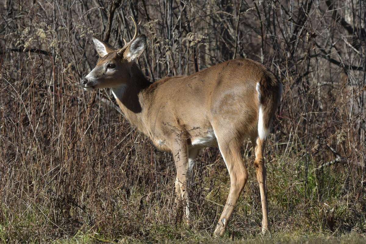 white tailed deer