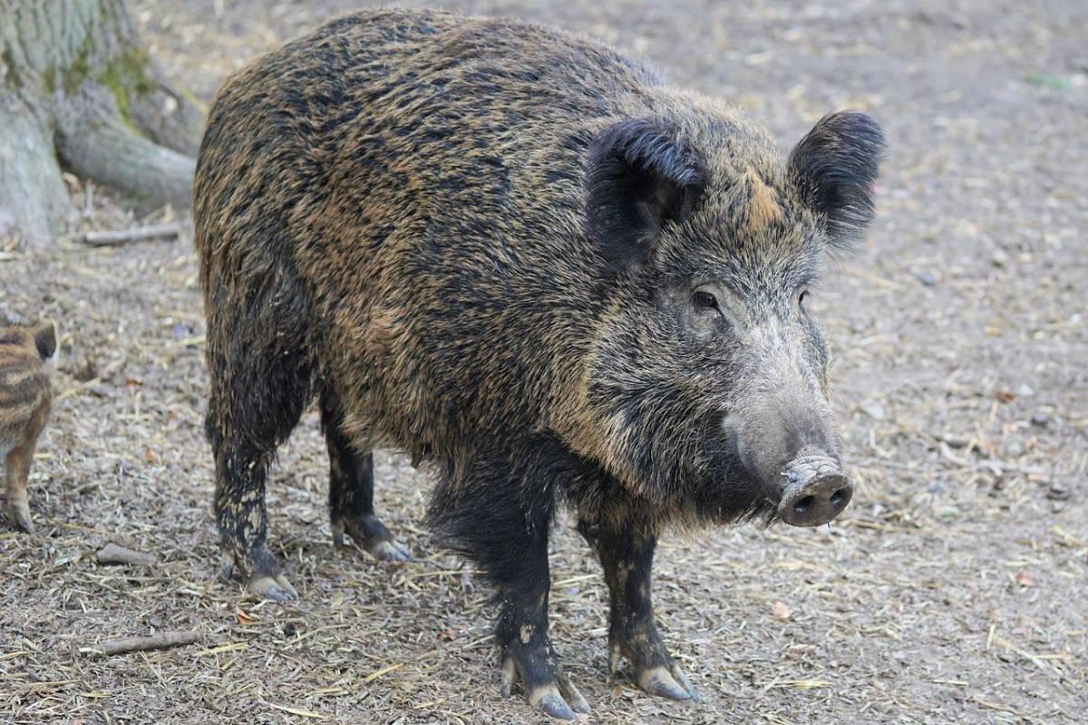 wild boar is one of the native animals of jamaica