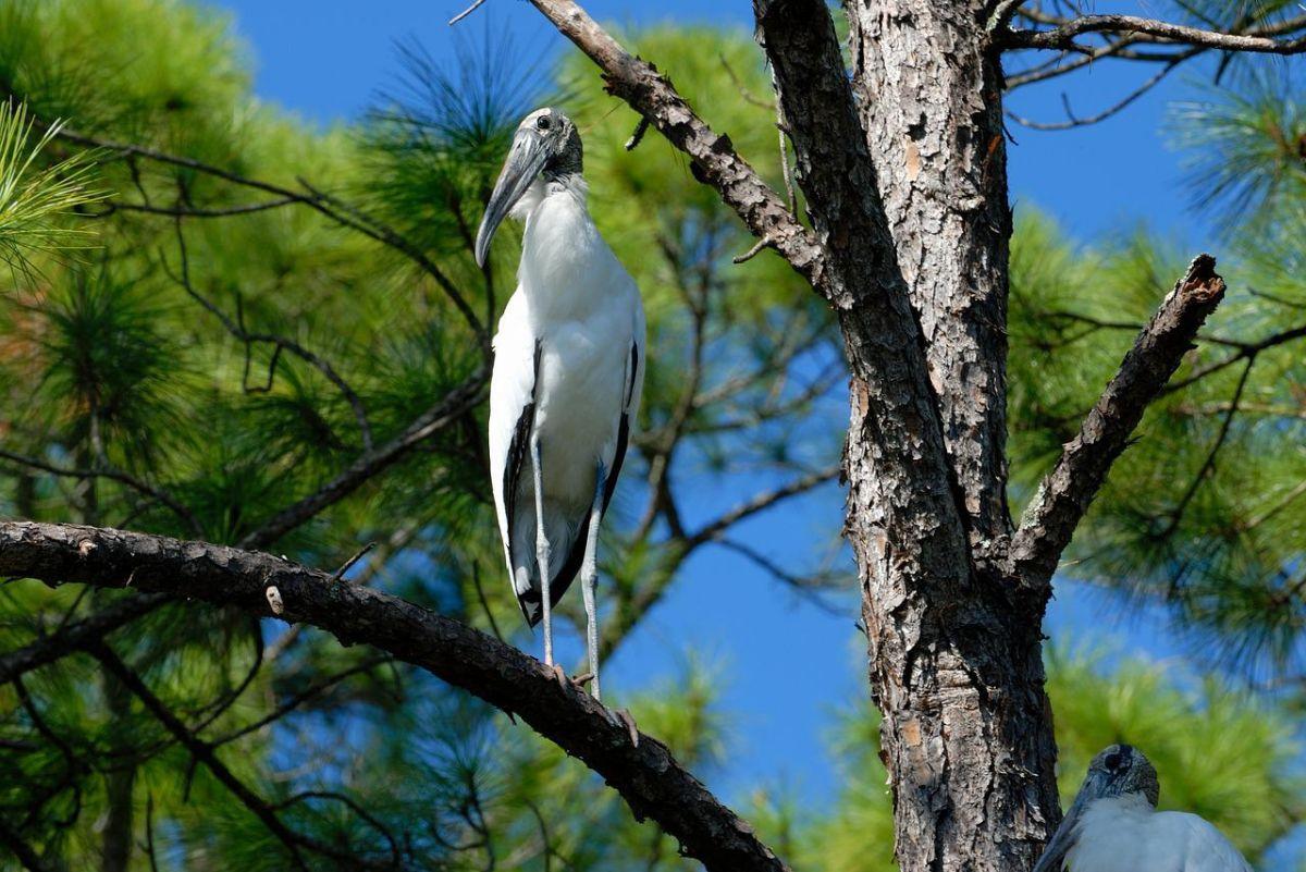 wood stork is among the animals found in haiti
