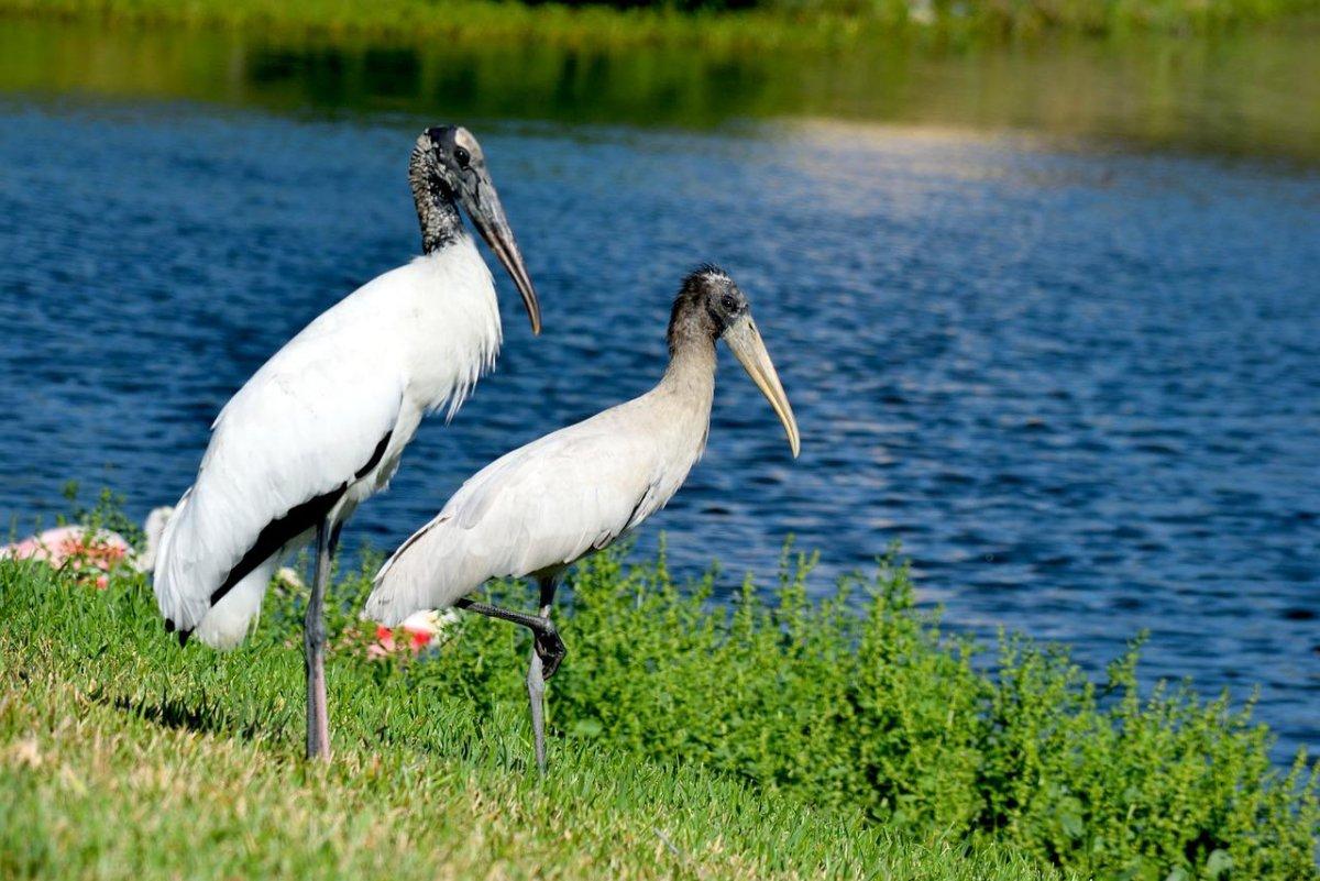 wood stork is among the jamaica native animals