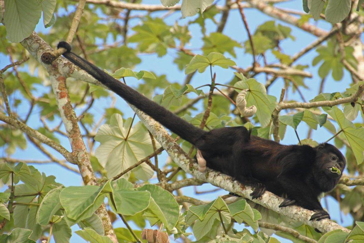 yucatan black howler is among the endangered animals in belize