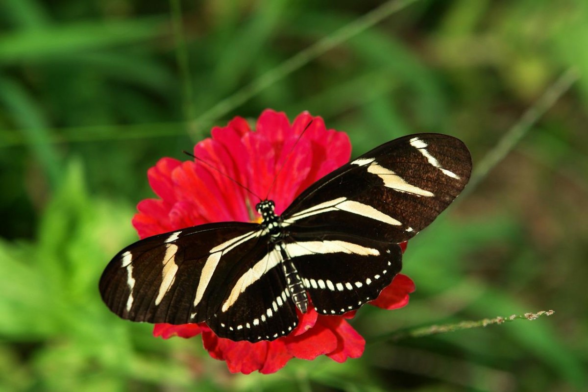 zebra longwing