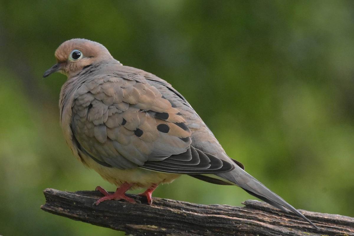 zenaida dove is in the list of the native barbados animals