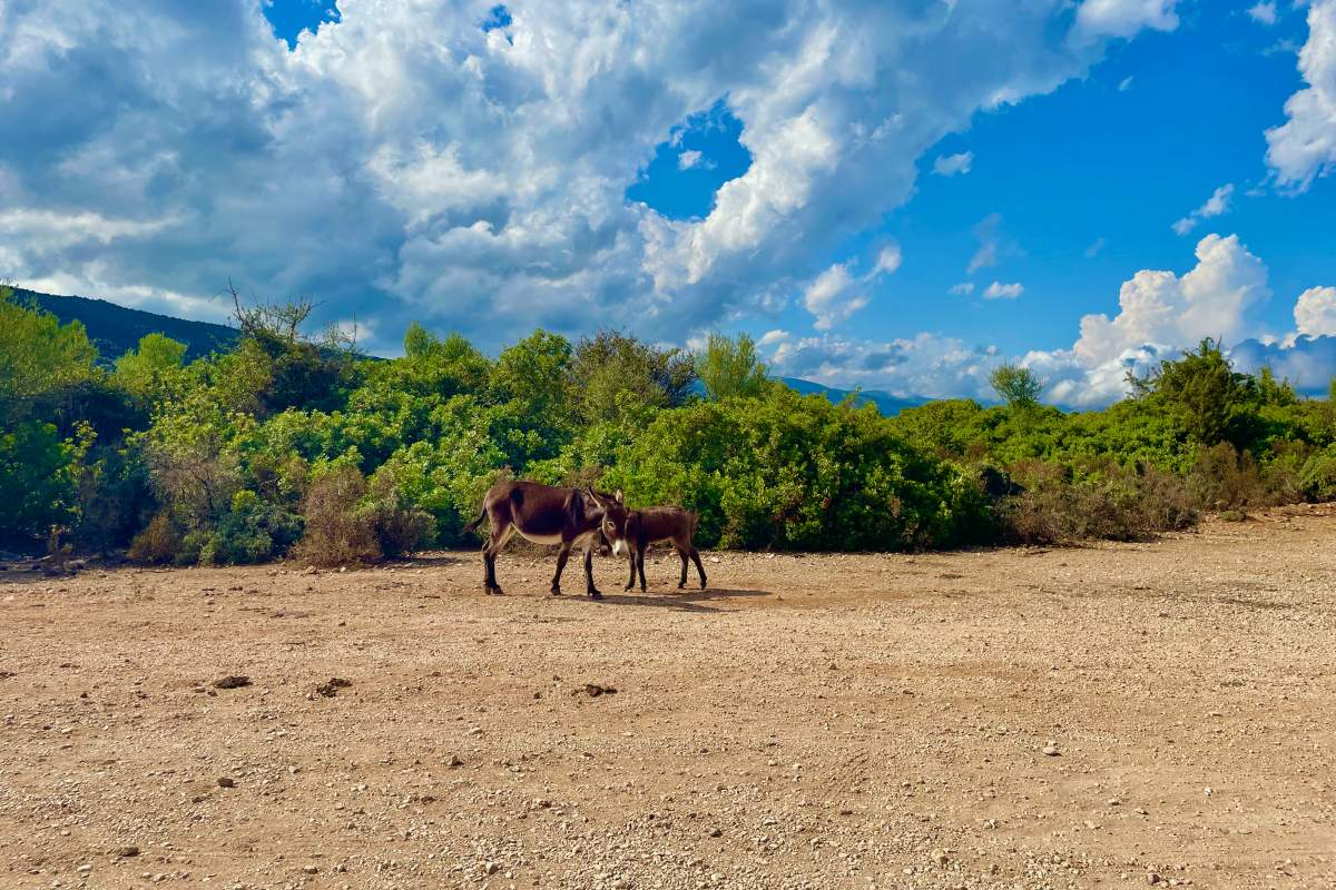 1 - donkeys when arriving at su porteddu