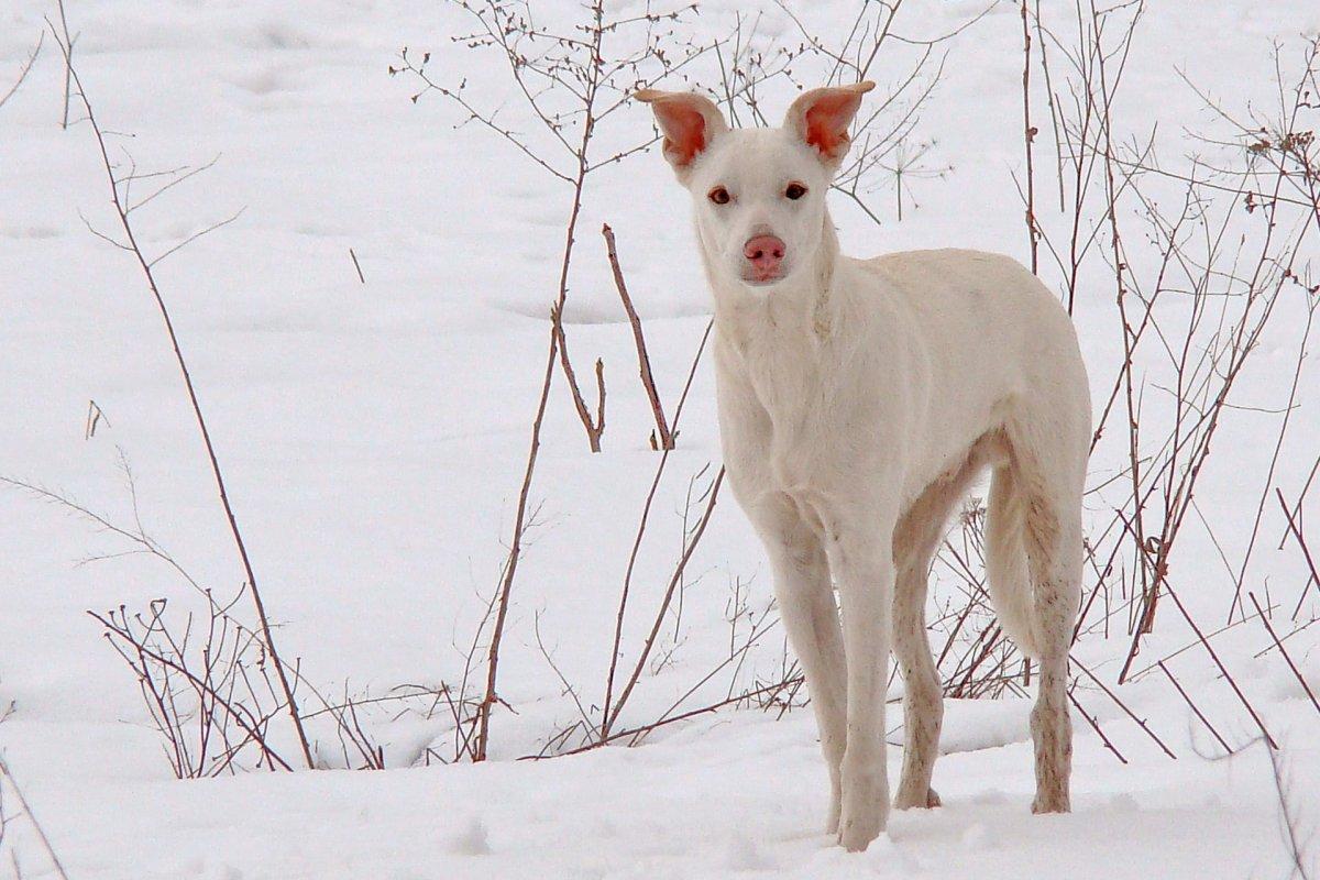 13 Wild Animals in Ukraine [Wildlife in Ukraine]