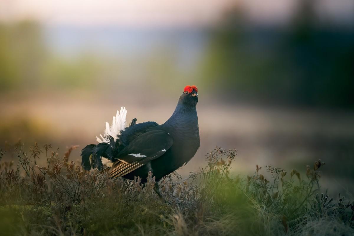 black grouse is one of the native animals of ukraine