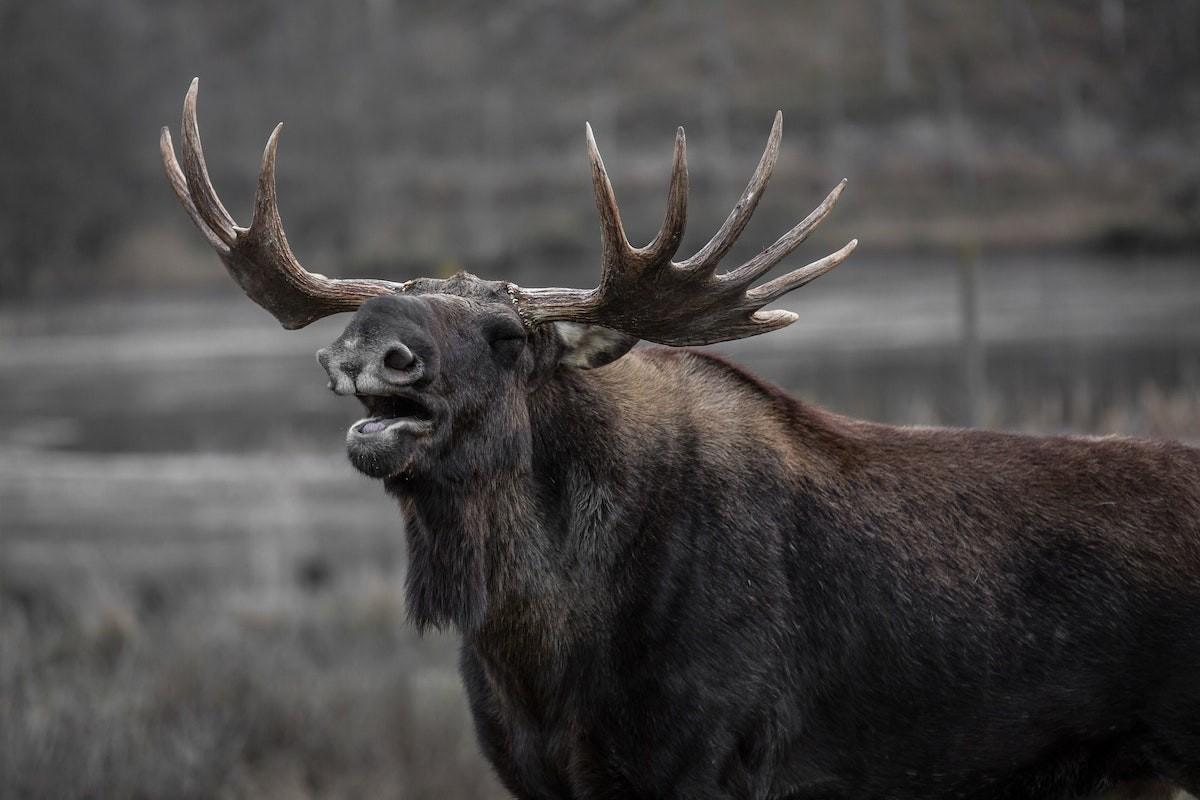 eurasian elk is one of the animals native to ukraine