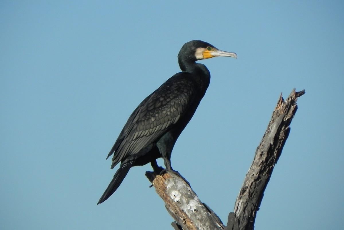european shag is one of the animals that live in ukraine