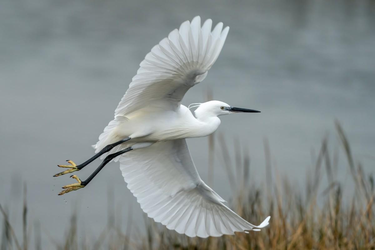 little egret