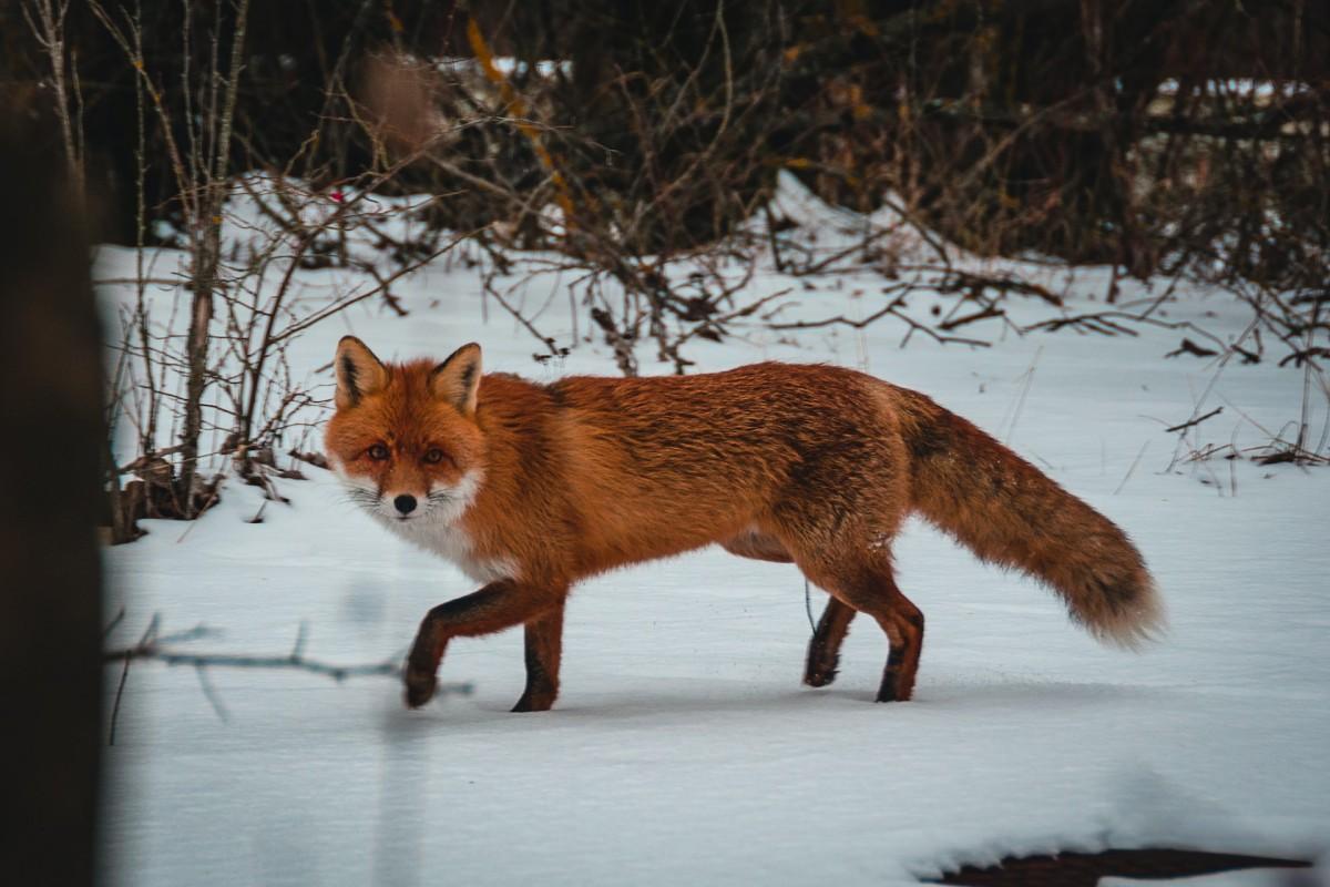 red fox is among the animals in the ukraine wildlife