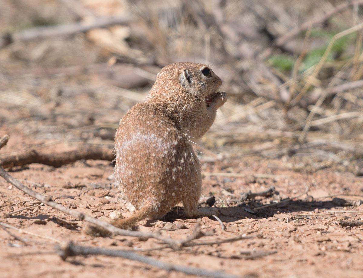 spotted ground squirrel