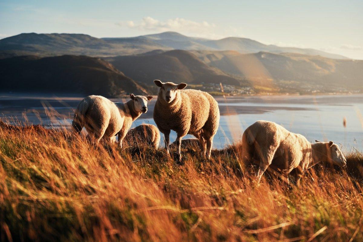 13 Wild Animals in Wales [Wildlife in Wales]