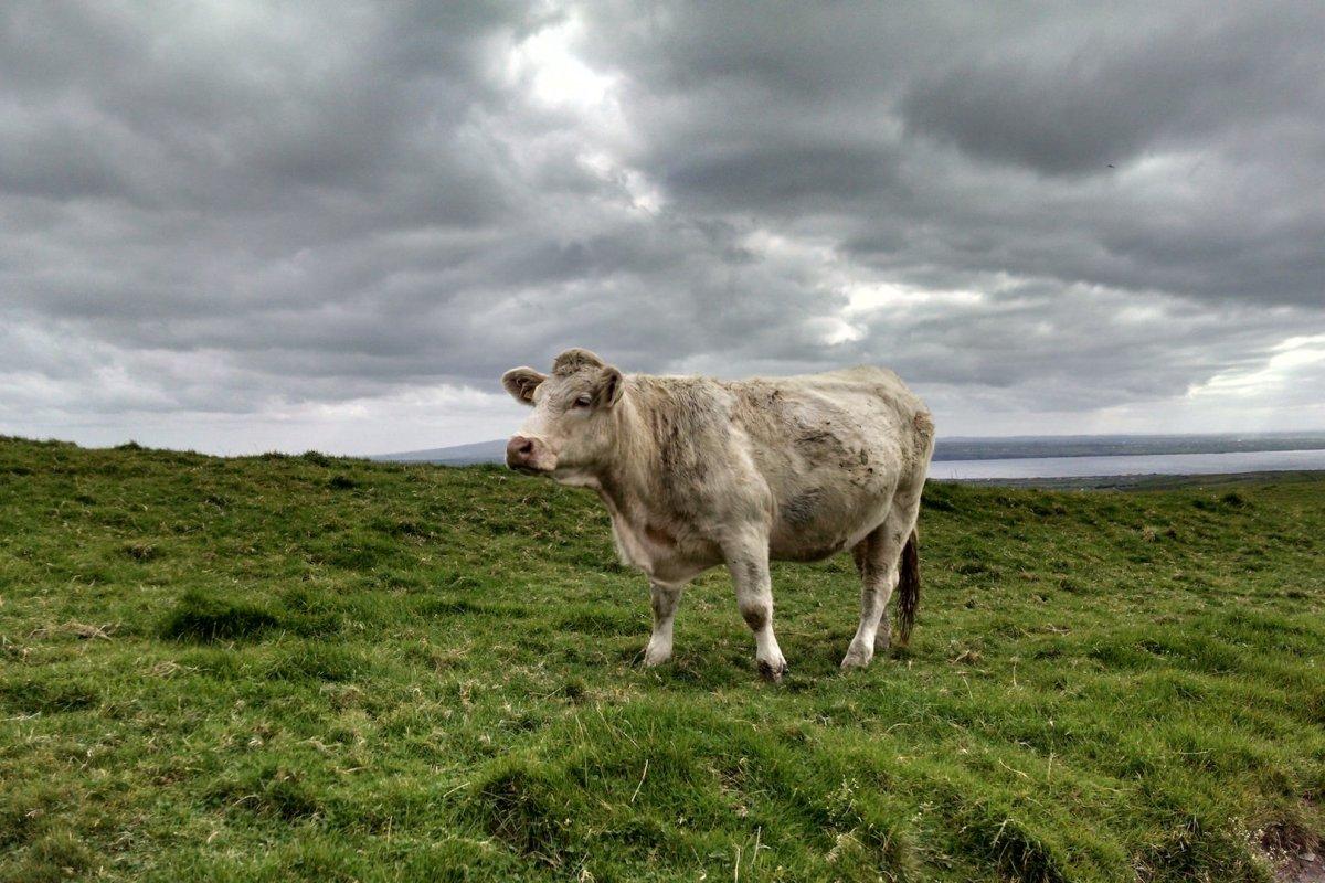 14 Wild Animals in Northern Ireland [Wildlife in Northern Ireland]