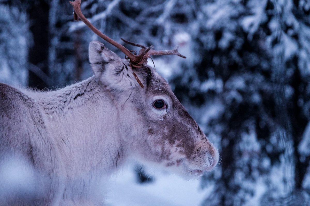 15 Wild Animals in Finland [Wildlife in Finland]