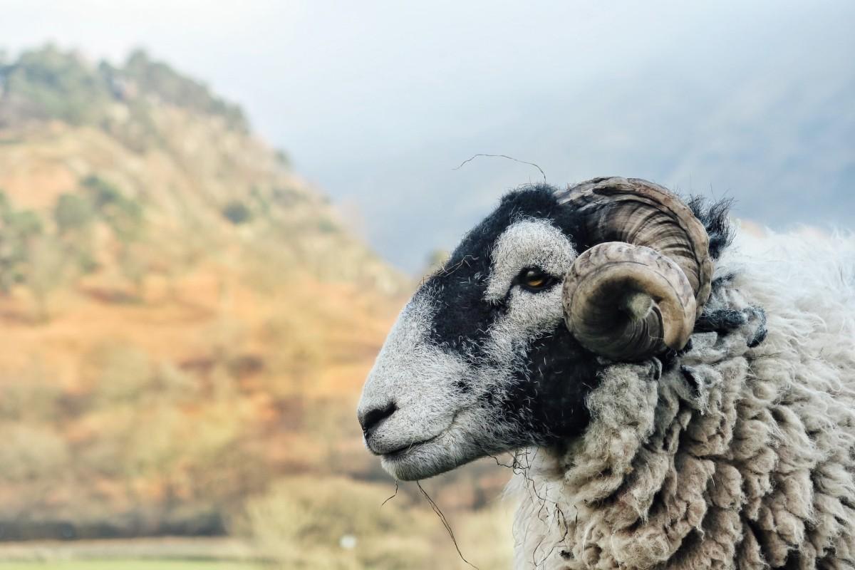 20 Wild Animals in England [Wildlife in England]