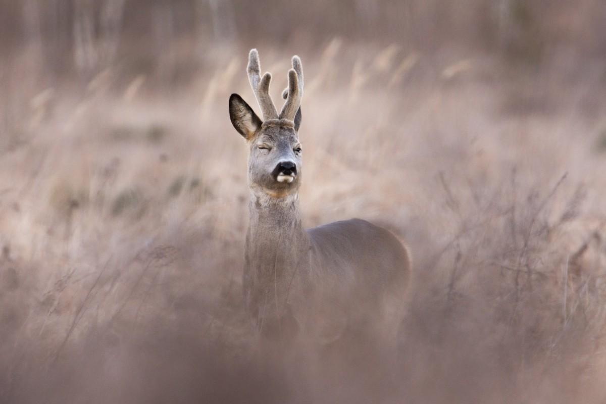 20 Wild Animals in Lithuania [Wildlife in Lithuania]