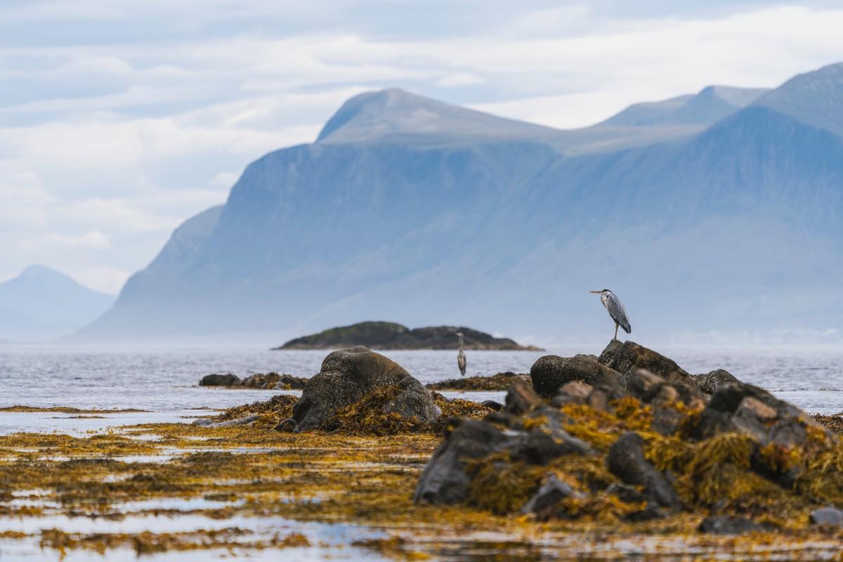 21 Wild Animals in Norway [Wildlife in Norway]