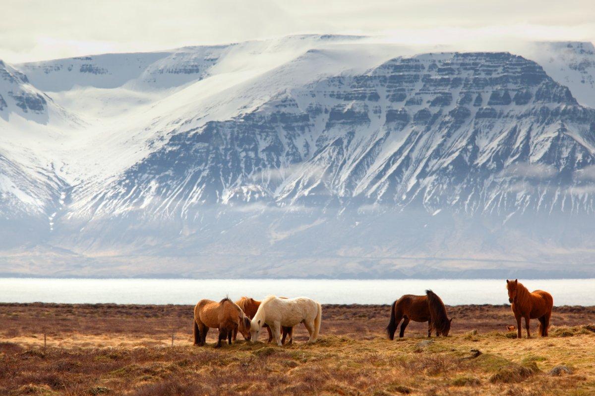24 Wild Animals in Iceland [Wildlife in Iceland]