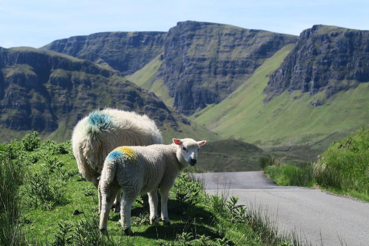 25 Wild Animals in Scotland [Wildlife in Scotland]