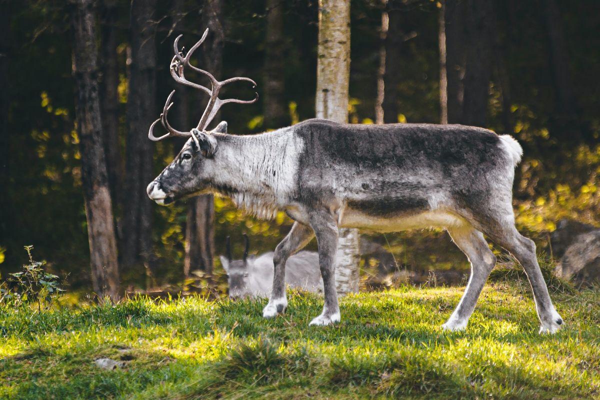 25 Wild Animals in Sweden [Wildlife in Sweden]